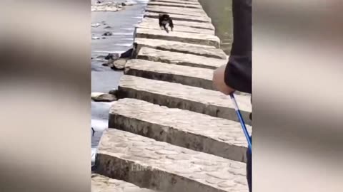 Gli animali più divertenti Divertimento con cani e gatti 2023 😺🐶 Parte 18