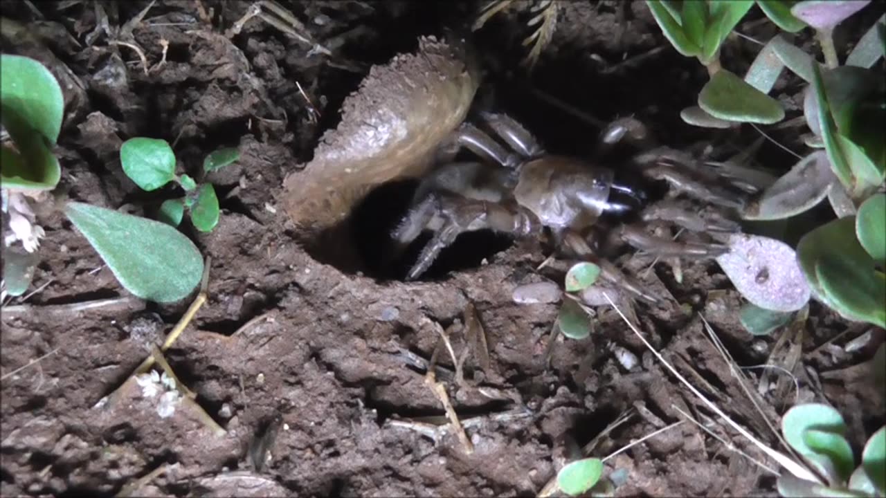 Trapdoor Spider Deals With Intrusions