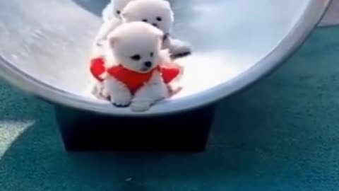 Cute little dogs playing slide