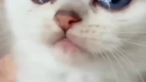 Cute kitten Crying after mom Slap Funny