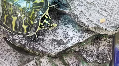 Eating turtle