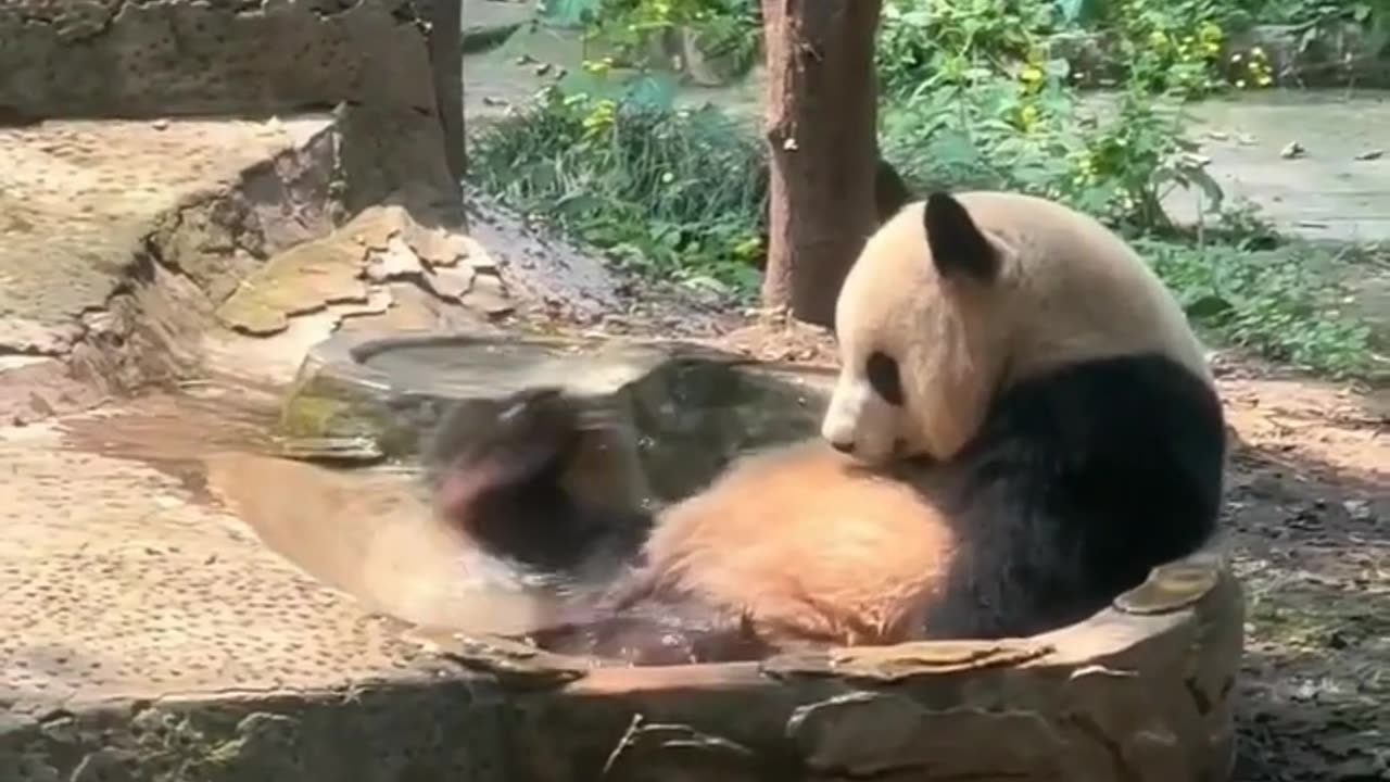 Funny Panda - Panda