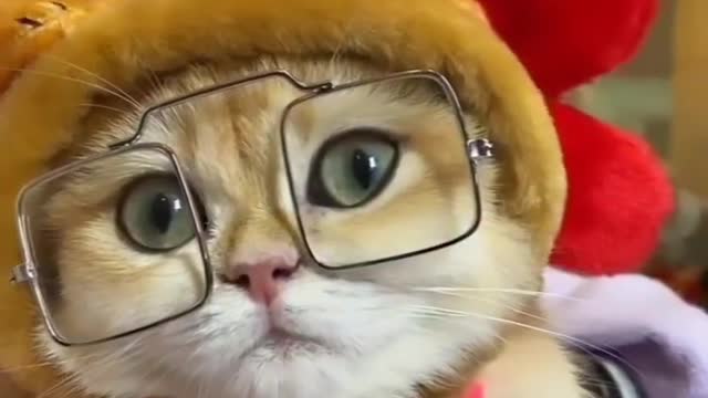 Cat lover