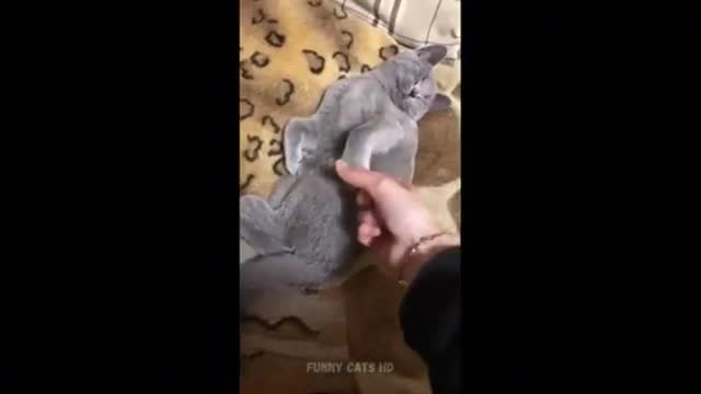 Funniest Cats 😹- Best Of The 2022 Funny Cat Videos 😂- Funny Cats HD