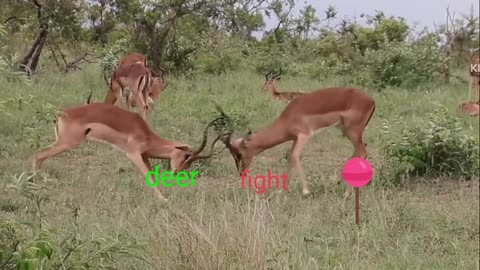 Deer fighting very likely fight