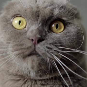 Me When i See Food | Funny Cute Cat Attitude | Funny Cats Videos