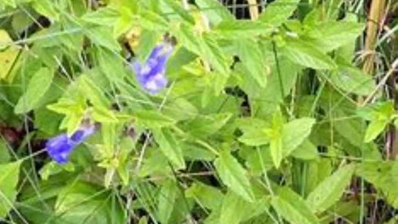 Skullcap (Scutulleria nodosa)