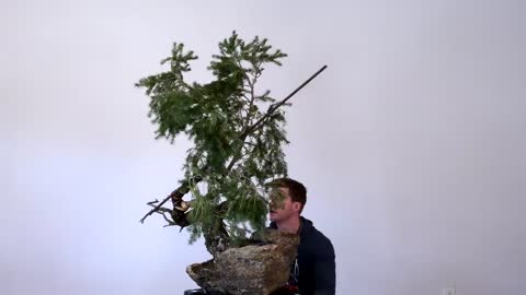 Doug Fir Bonsai Time-lapse