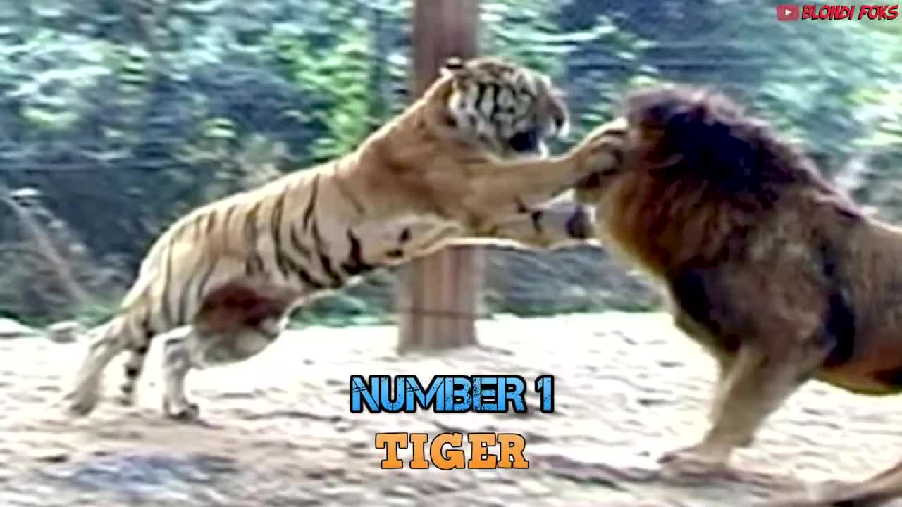 Top 10 Strongest Animals That The Lion Never Want to Meet - Blondi Foks