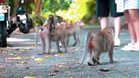 Funny animals Don't laugh Monkey