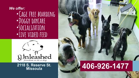 Unleashed Doggy Daycare