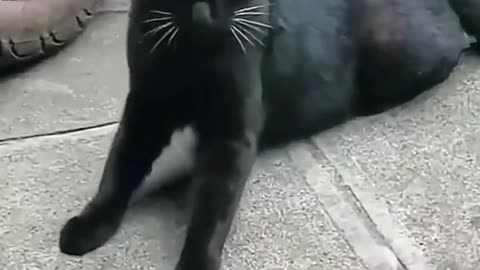 Cats funny video