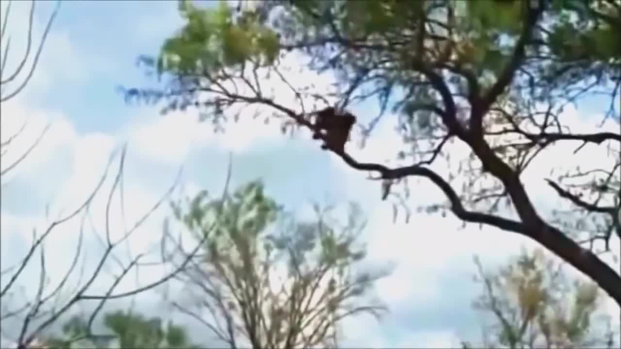 Powerful Cheetah