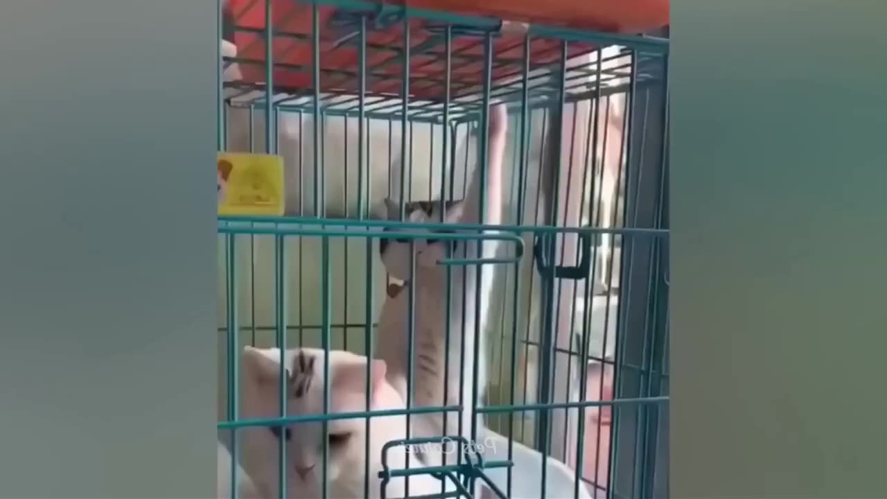 Funny Cats and Dogs - Funny Animal Videos 2023