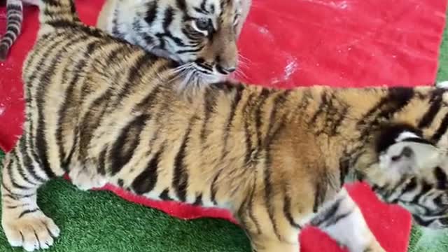 Little tiger