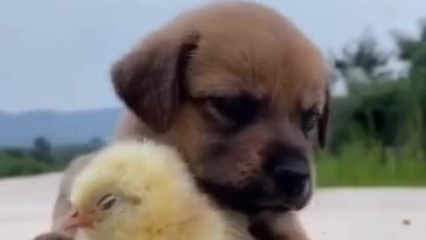 Sleepy puppy and chick