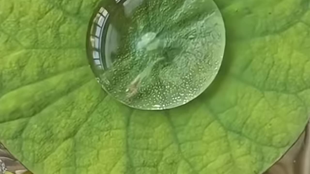 Fish in a water bubble!