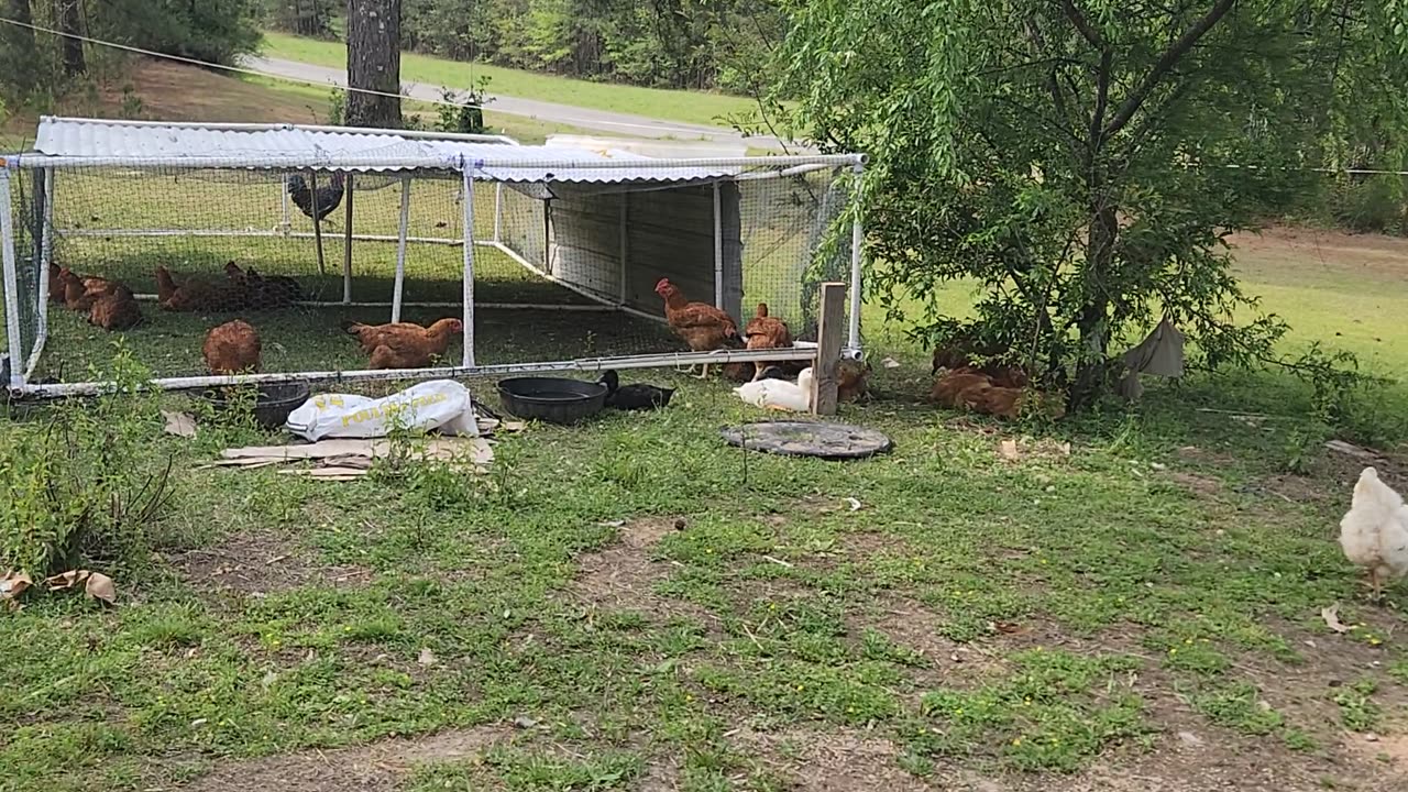 AMAZING AMERICAN BULLY PUPPIES