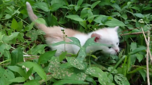 The sound of a baby cat calling its mother 😍😊