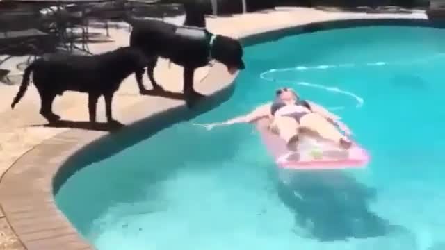 A dog that wants to swim with me