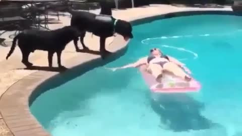 A dog that wants to swim with me