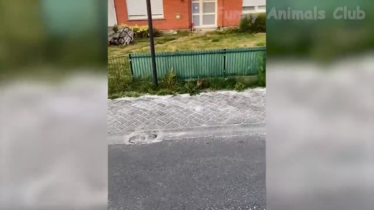Funny cats