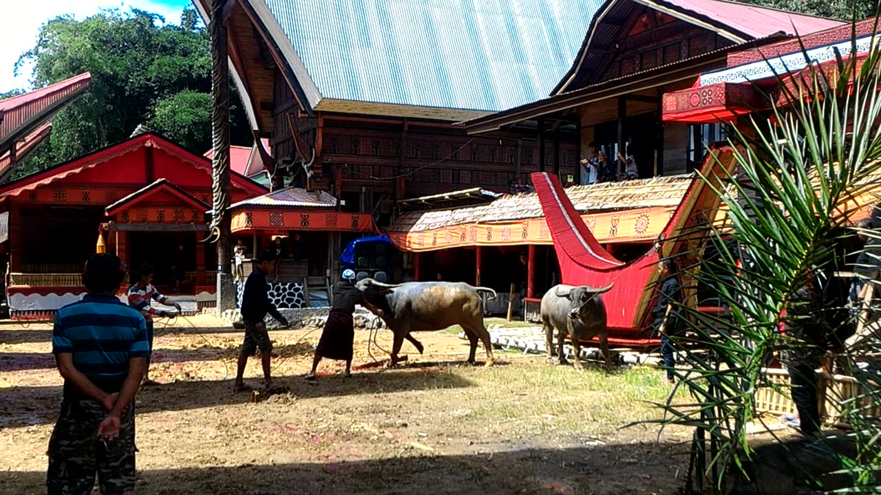 Pawang Jagal Menjaga Keamanan Prosesi Adat Toraja