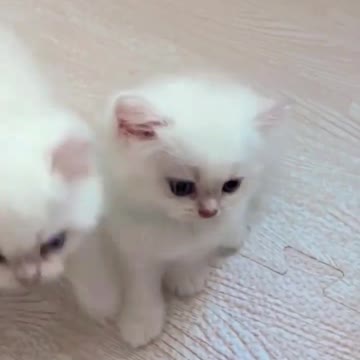 Baby Cats - Cute and Funny Cat Videos #cat#tiktok#shorts