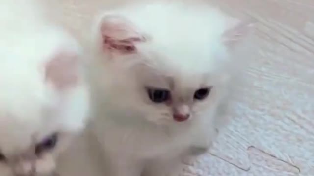 Baby Cats - Cute and Funny Cat Videos #cat#tiktok#shorts