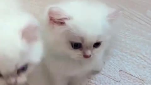 Baby Cats - Cute and Funny Cat Videos #cat#tiktok#shorts