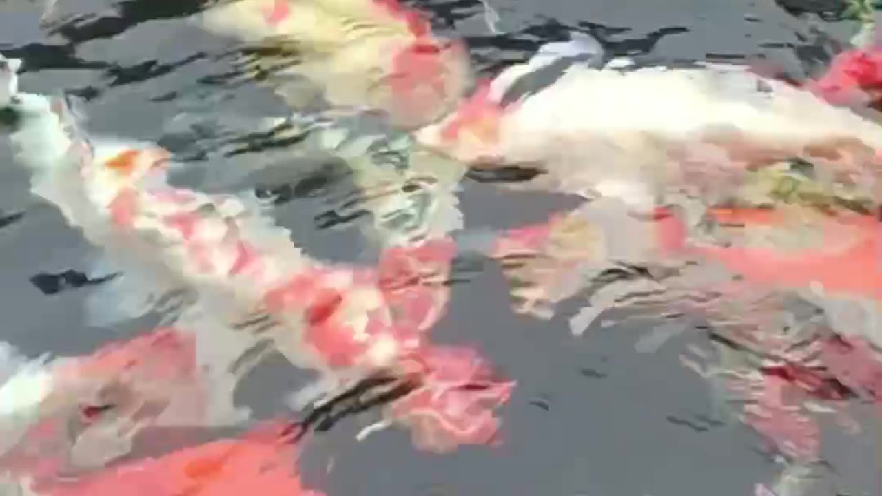 Fishs koi