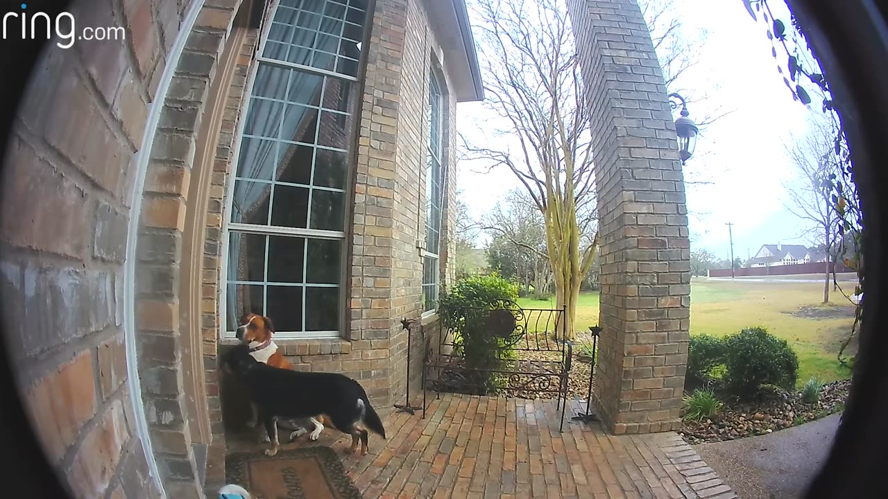 New Family Dogs Learn to Use Ring Video Doorbell to Get Owner's Attention | RingTV