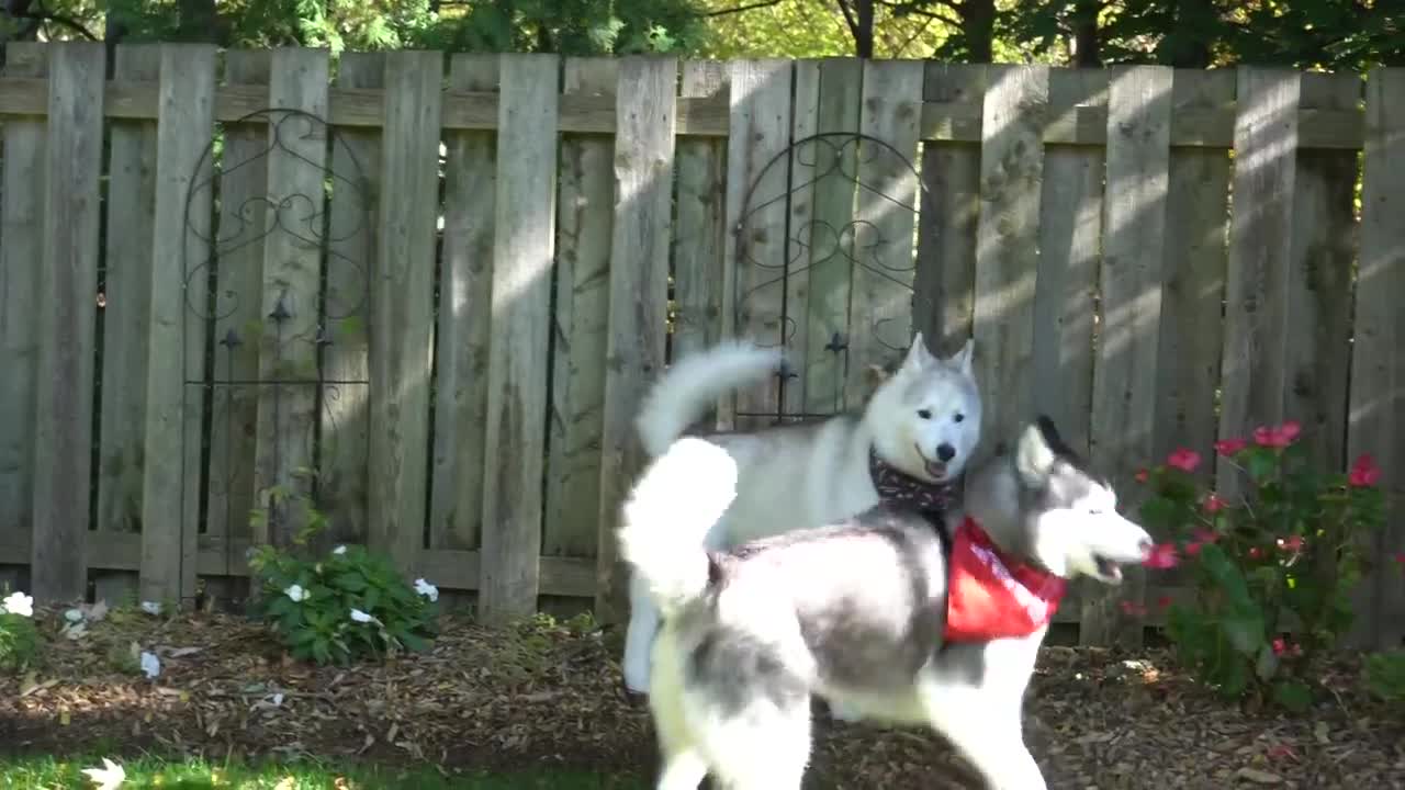 What you didn't know about female dogs _ Husky groom