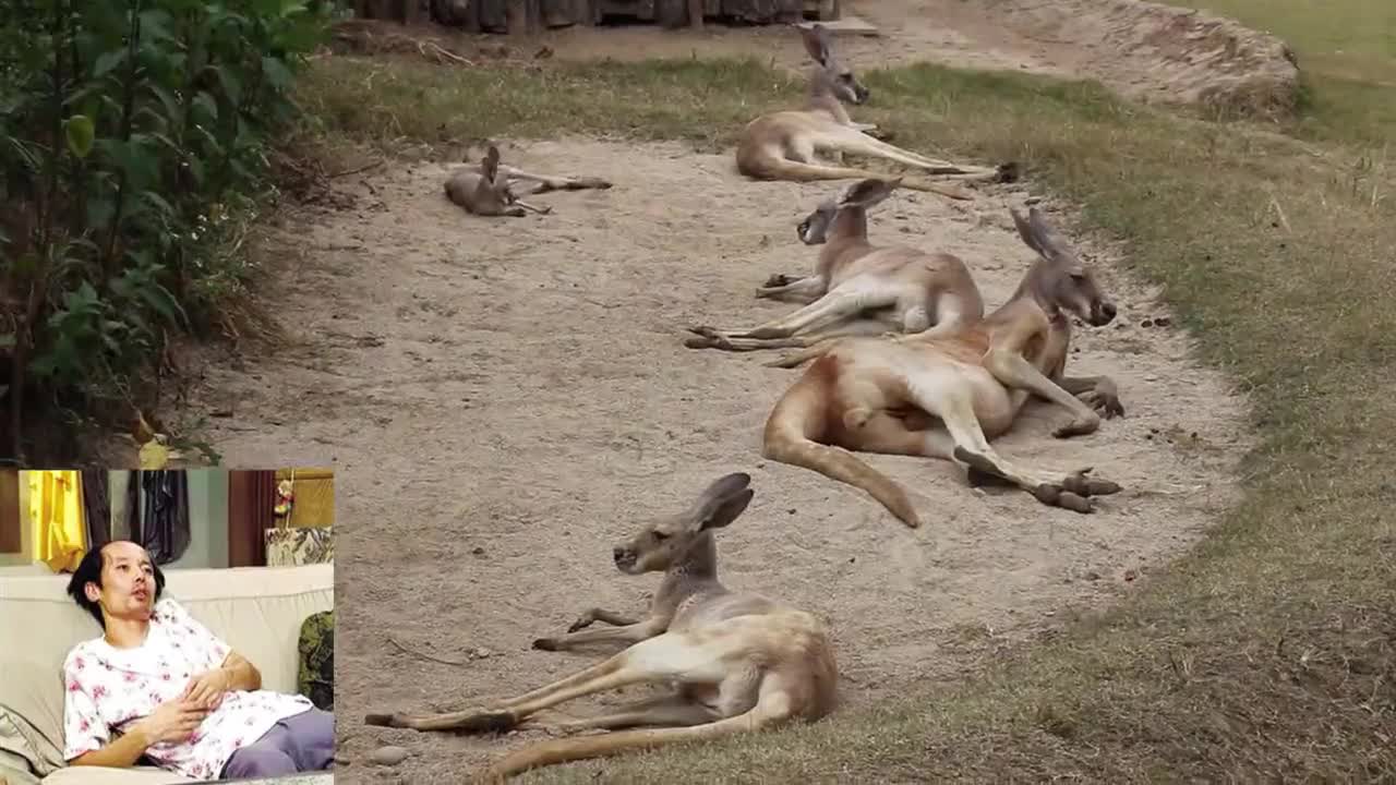 Fantastic Animal kangaroo