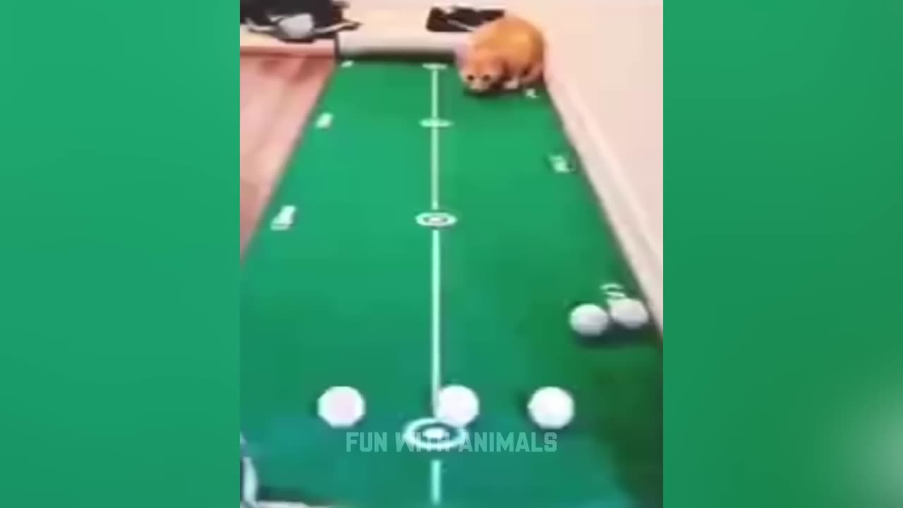 Funniest Animals 😂 Funny Cats and Dogs 2023 😺🐶