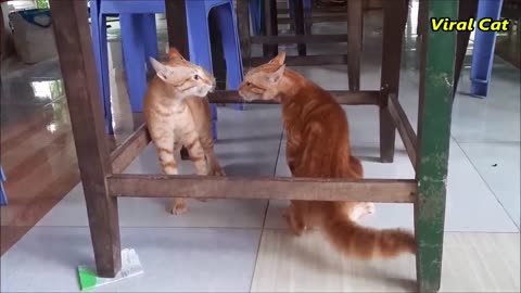 Cats fighting meowing super weird