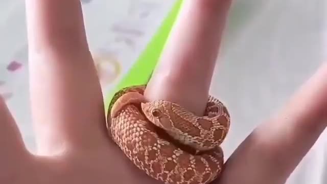 snake ring. random mindblowing videos#2