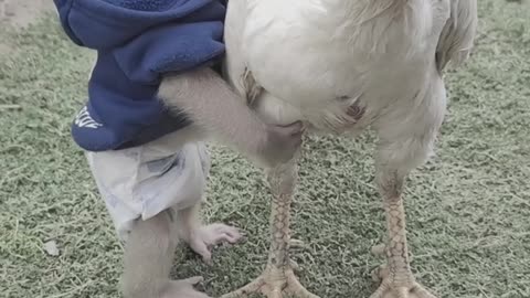 The monkey playing with hen