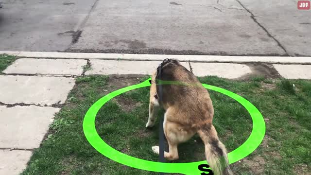 10 Really ODD Dog Behaviors and What They Actually Mean and Say About YOUR Dog