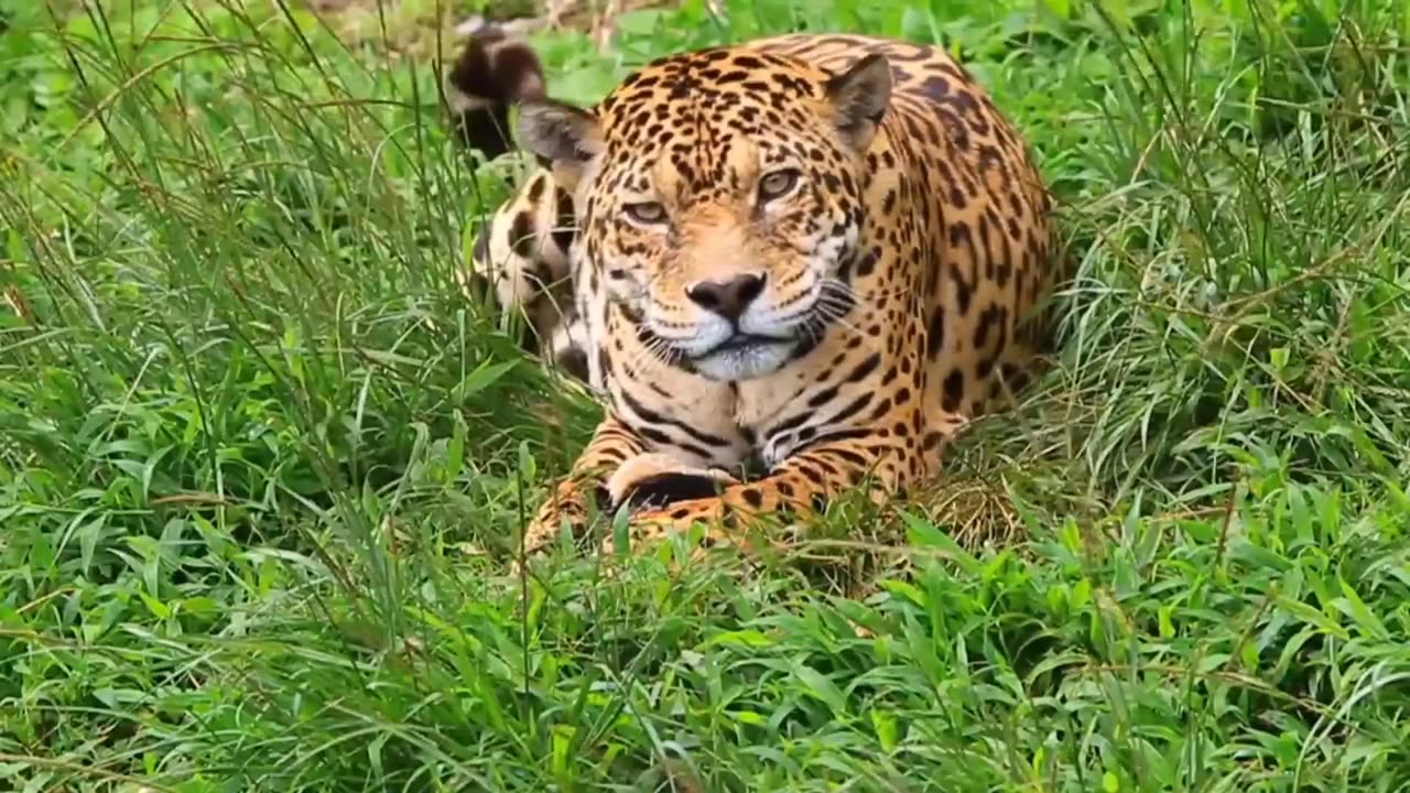 Cheetah 🐆 Sound - Funny Animal Moments