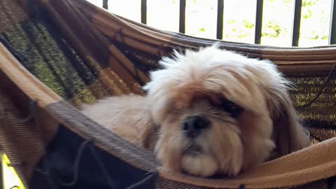 The Shih Tzu And Its Hammock