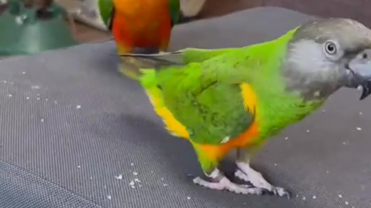 Birds video