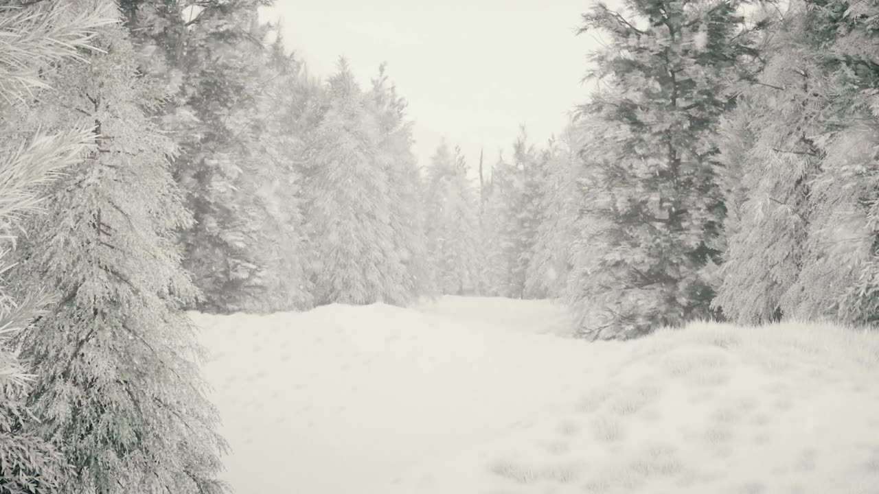 Winter Forest With Relaxing Music