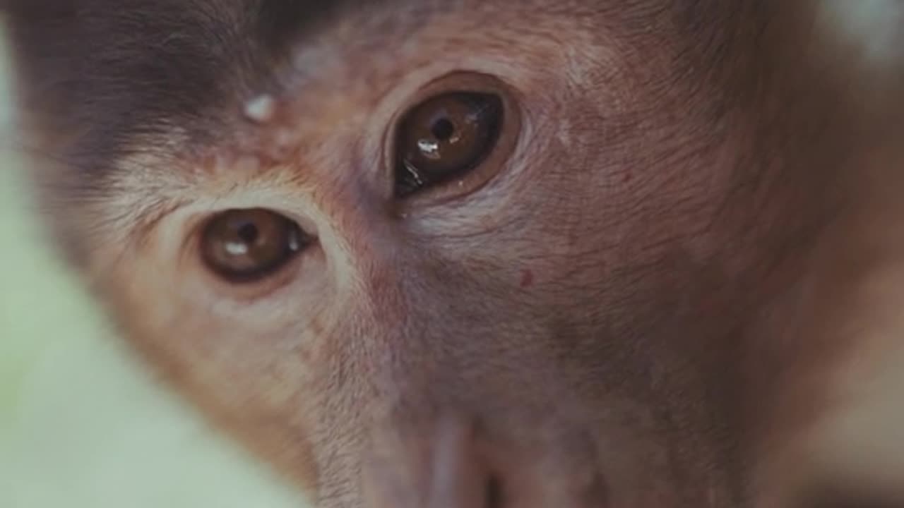 Monkey Dance jungle with cute baby