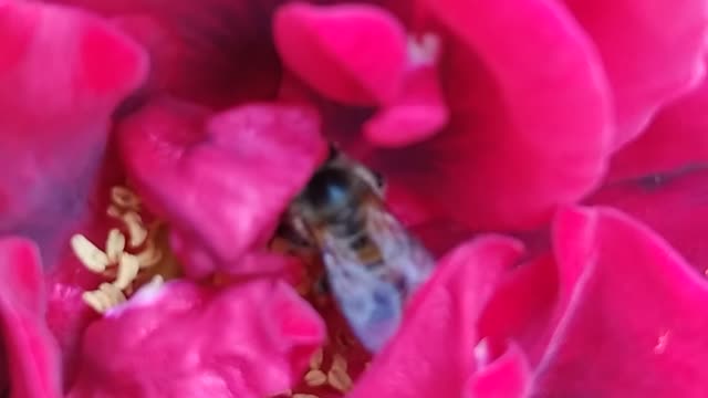 a bee collects pollen from a flower