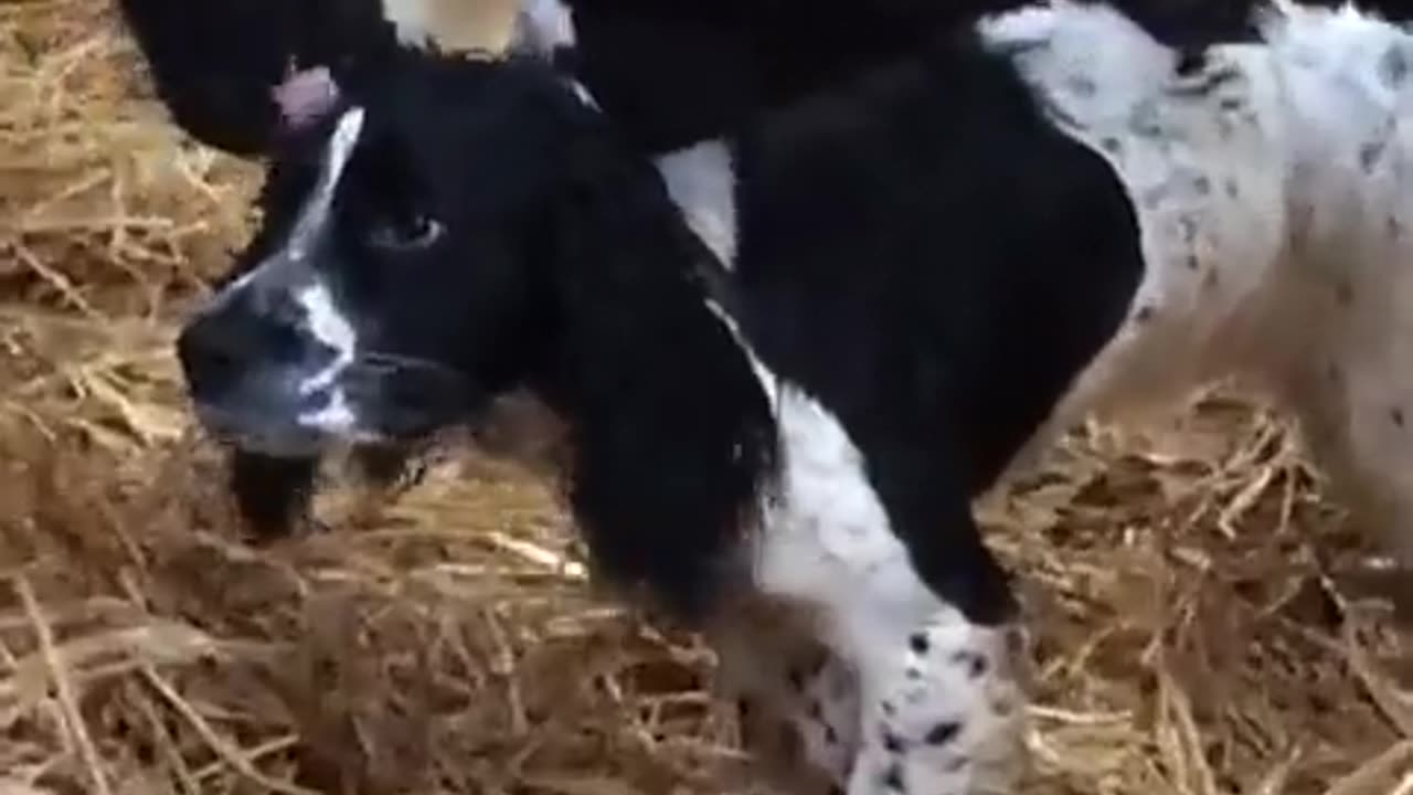 Cow and dog Love 💕💕💕💕💕