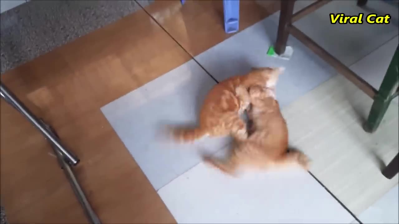 Cats Fighting