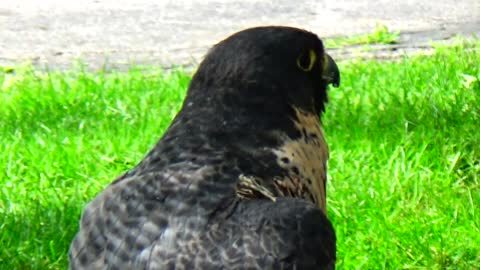 Peregrine Falcon