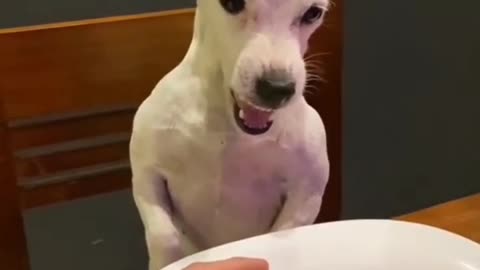 Dog Funny Videos #shorts #cat #dog #doglover #dogfunny #dogmoments #dogviralvideos #catvideo