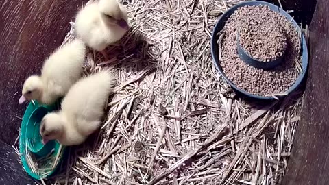 Farm life - ducks